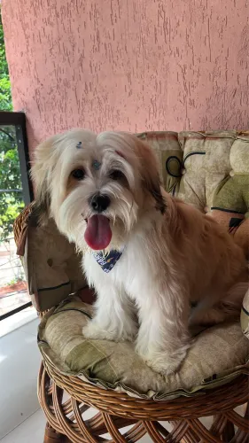 Lhasa Apso 