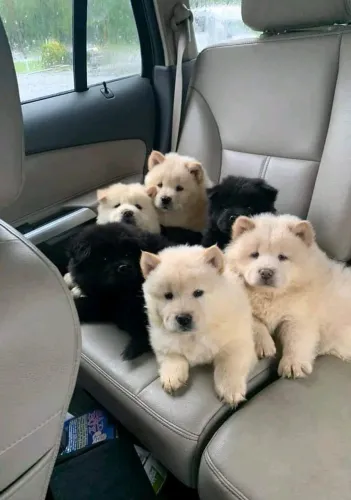 Chow Chow Um novo amigo pronto para deixar marcas no seu coração