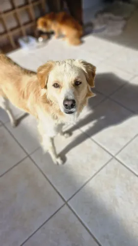 Doação de dois cachorros, sendo uma fêmea e um macho, ambos mais de 1 ano, nao são bravos 