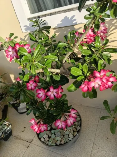 vende-se rosa do deserto