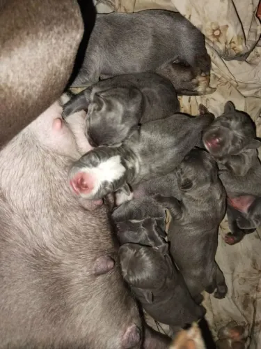 Filhote de Pitmosnter