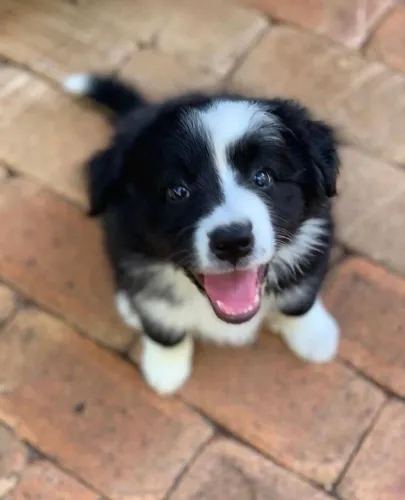 Border Collie - Fofos Para Tornar seus Dias Especiais!