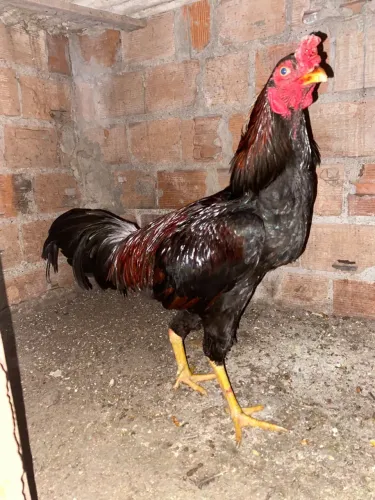 Galo de raça