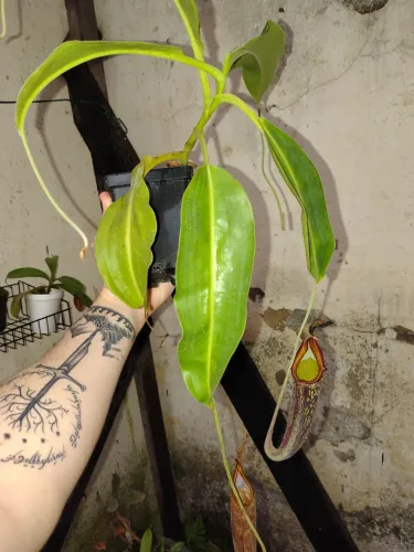 Planta carnivora(nepenthes máxima)