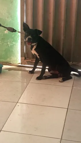 Doação cachorro 