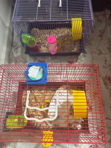Doa-se hamsters anão