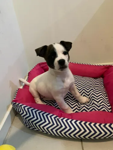 Doa se filhote de cachorro porte pequeno/medio. Fêmea
