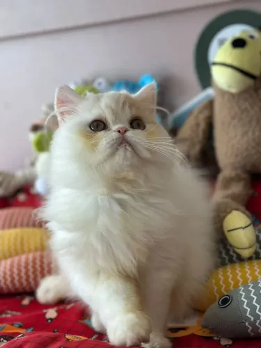 Perfeito e incrível gato persa macho