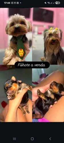 Cachorrinho
