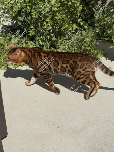 Gato Bengal Padreador 