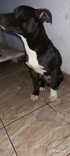 Cachorro Pit Monster