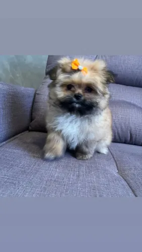 SHIH -TZU DUAS BONECAS DISPONÍVEIS