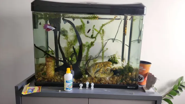 Excelente Aquário 66L boyu