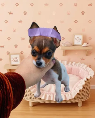 Fêmea Pinscher de Porte Mini
