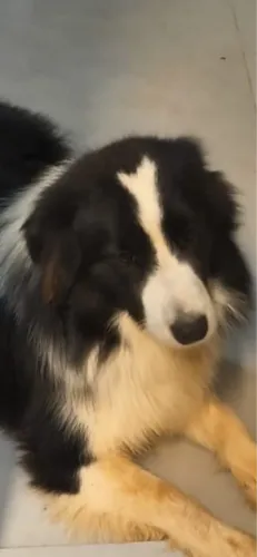 Cachorro para doar
