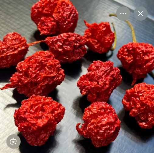 Pimenta Carolina reape