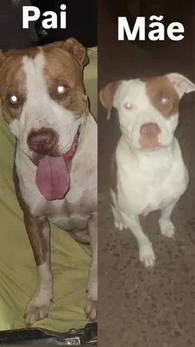 Filhotes pitbull