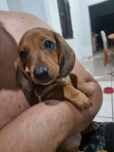 Dachshund cachorro salsicha 