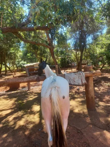 Potra QM pura
