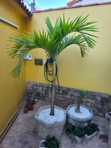 Palmeira