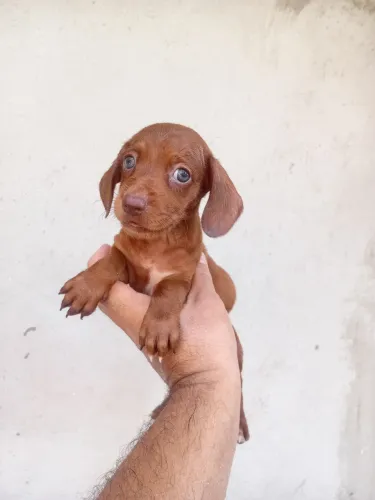 Teckel salsicha cruzamento com pinscher filhote fêmea.