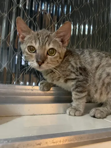 Bengal uma leopardo apaixonante 