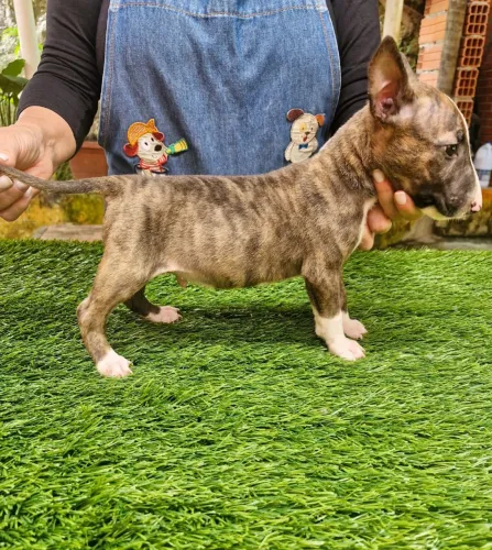 Bull terrier - Fiel 