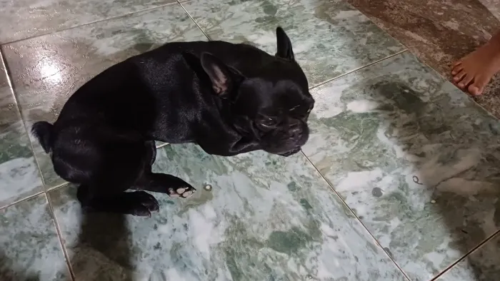 Vendo cachorro pug fêmea de maus ou menos 1 ano de idade
