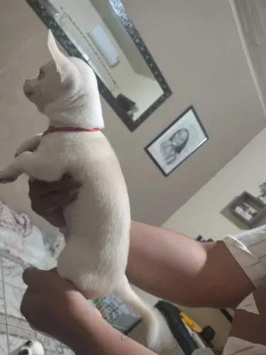 Vende-se um filhote macho de chiuauaua