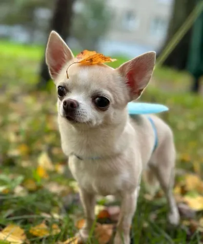 Chihuahua micro adulto