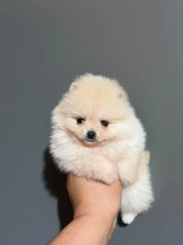 Spitz alemão Lulu 