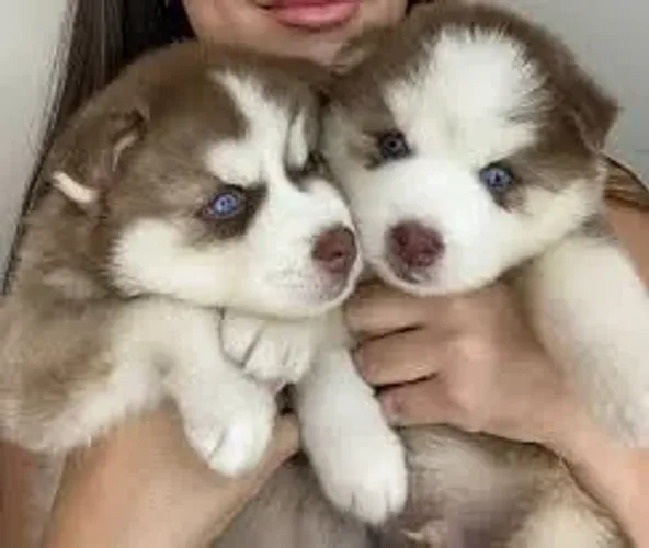 Husky Siberiano ativo e muito carinhoso.