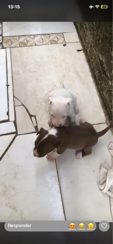 Filhotes de pitbull FÊMEA 35 dias