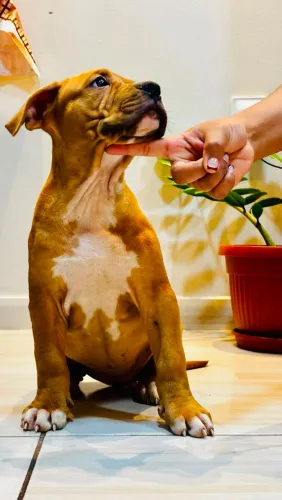 Filhotes de Pittbull disponíveis 
