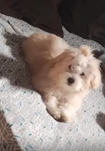 Doando cachorra