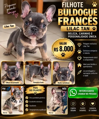 Bulldog Francês machinho