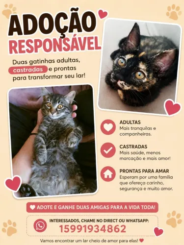 Gatinhas para adoção