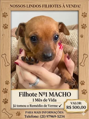 Pinscher 