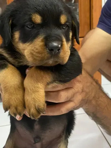 Filhote de Rottweiler 