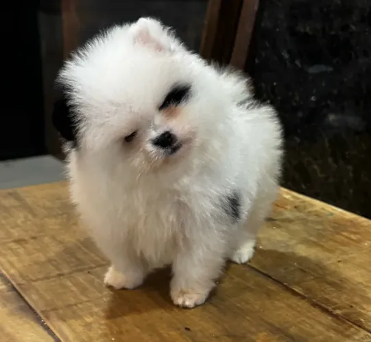 Lulu da pomerania