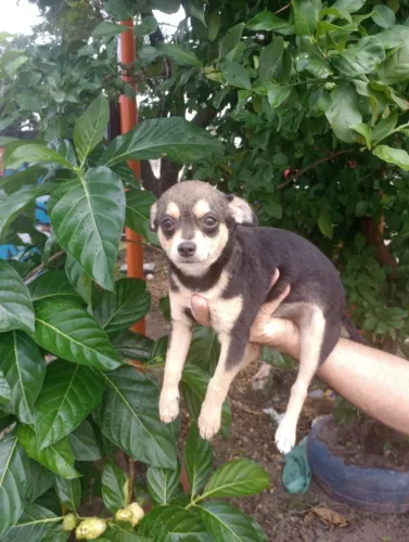 Chihuahua macho pelo curto com pedigree CBKC