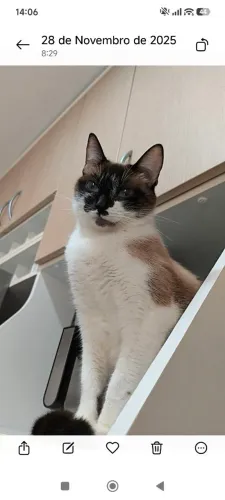 Gatinha