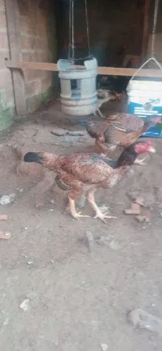 Galinha de raca
