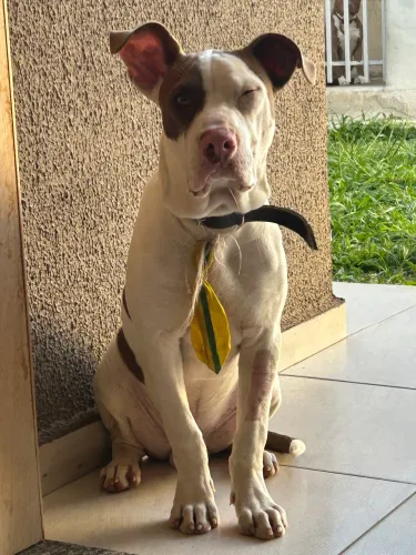 Pitbull macho