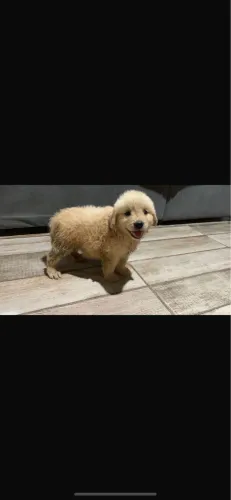 Golden Retriever 