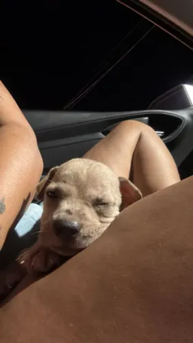 Filhote macho de Pitbull 