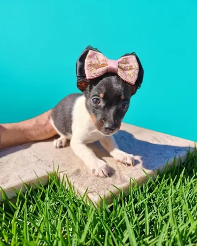 Pequena Princesa de Quatro Patinhas Disponível