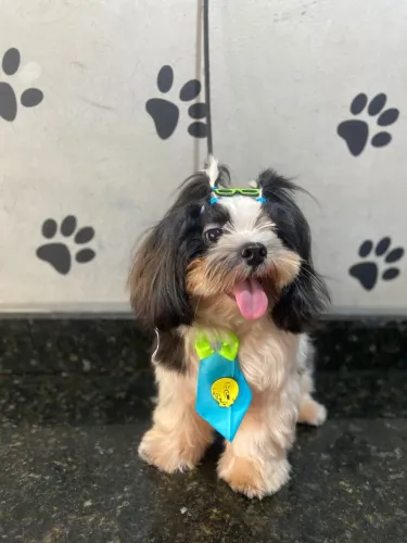 Dog shitzu no cio precisando de uma namorada. 