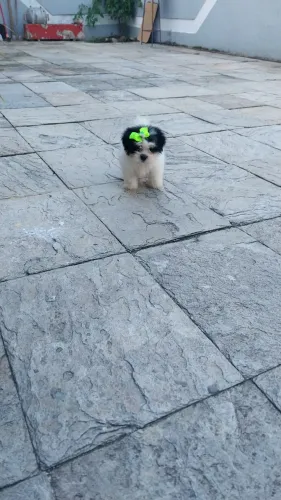 Promoção! Vendo uma linda filhotinha da raça Lhasa apso