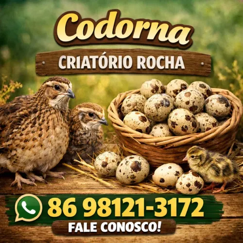 Codorna ovos férteis